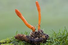 Jamur Cordyceps Militaris Disinyalir Punya Antivirus, Apa Saja Manfaatnya?