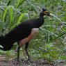 Jumlah Spesies Burung Terancam Punah di Indonesia Terbanyak di Dunia