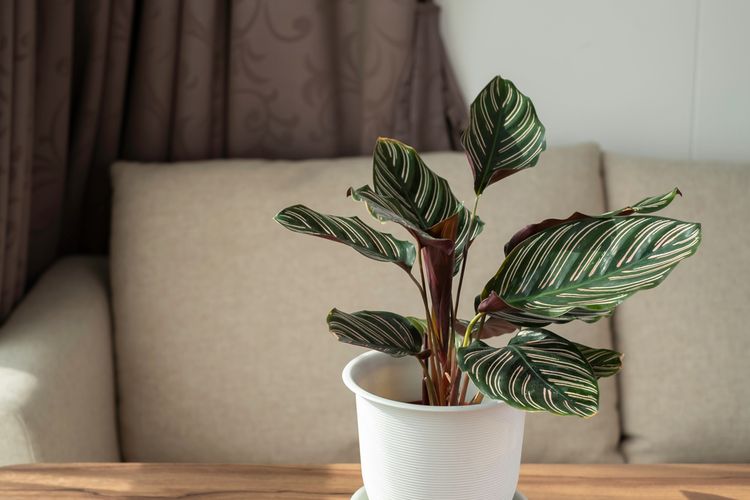 Ilustrasi tanaman hias Calathea pinstripe (Calathea ornata) di dalam ruangan. 