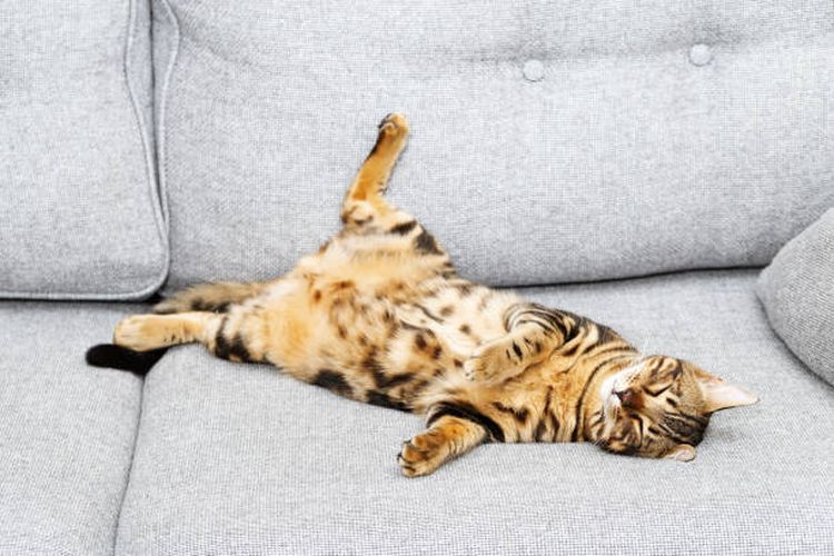 5 Pose Unik Kucing saat Tidur dan Artinya