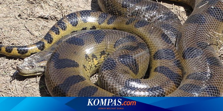 Get To Know The Green Anaconda The Largest Type Of Anaconda In The World