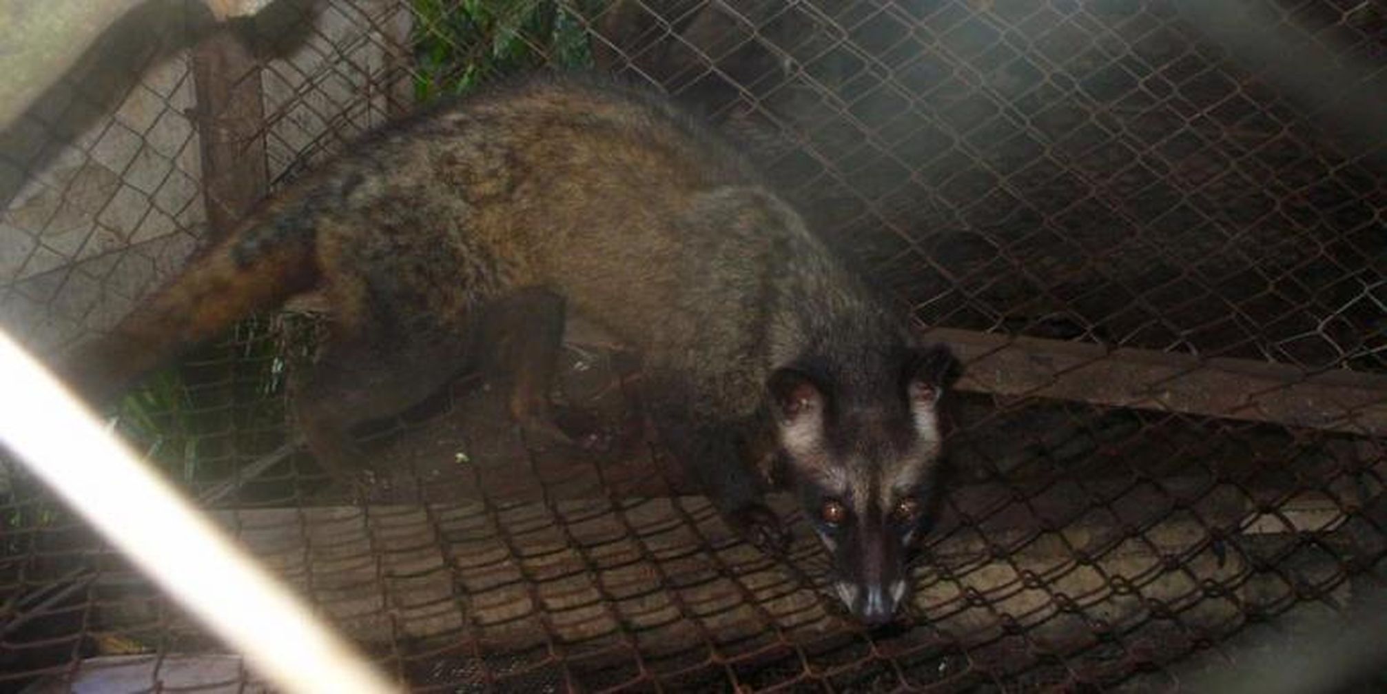 470 Gambar Hewan Luwak Kopi Terbaru