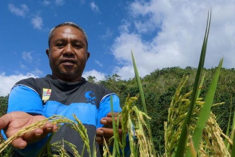 Tamaruddin, petani padi di Buton menceritakan sulitnya mendapat pupuk dan menjual hasil sawahnya