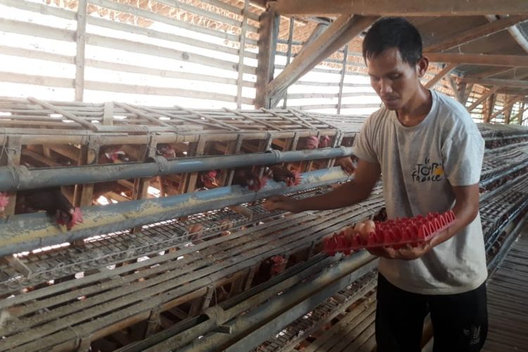Petani mengambil telur ayam dari kandang yang berada di Kampung Cigebot, Desa Muktisari, Kecamatan Cipaku, Kabupaten Ciamis, Selasa (18/6/2019).