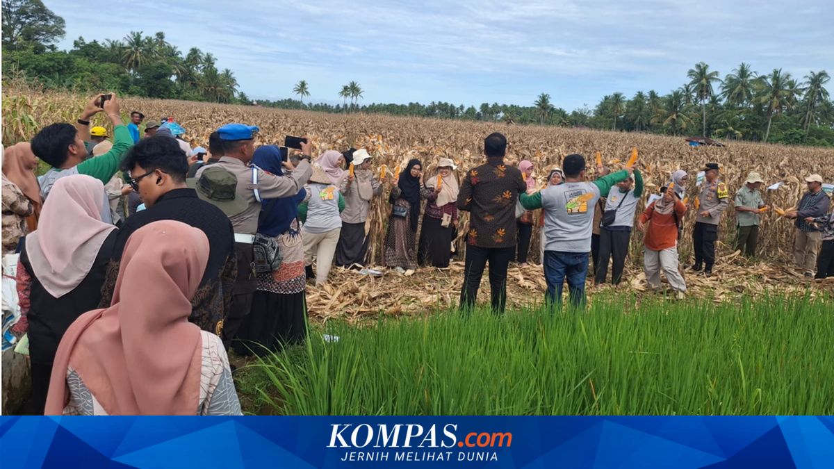 Siasat Petani Padang Pascabencana: Mengubah Sawah Rusak Menjadi Ladang Jagung Produktif