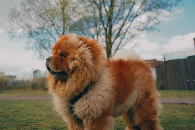 Ilustrasi anjing chow chow, salah satu ras anjing termahal di dunia.