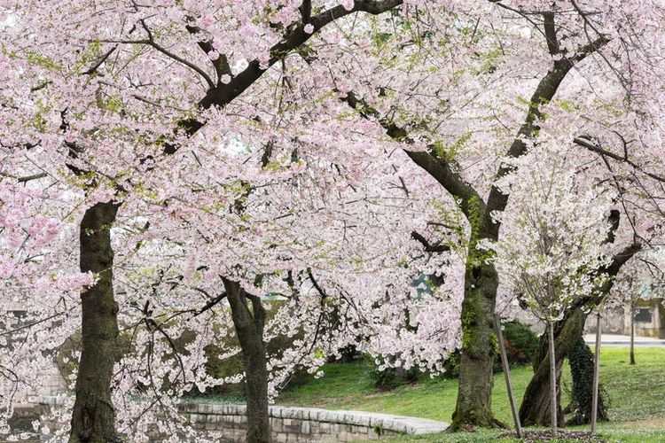 Bunga sakura di Tidal Basin pada 24 Maret 2020, Washington DC, Amerika Serikat.