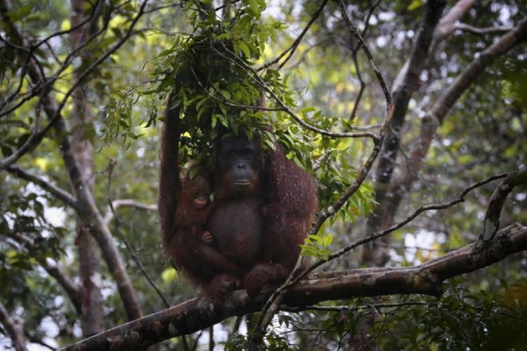 Linda, satu individu orangutan betina dan dua bayi kembarnya tertangkap kamera petugas di kawasan Taman Nasional Tanjung Puting, Kalimantan Tengah, Sabtu (18/7/2020).  