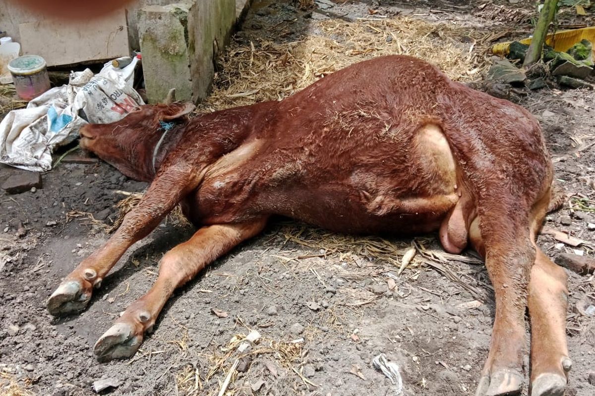 Salah satu sapi milik peternak di Kediri, Jawa Timur , yang mati terserang PMK.
