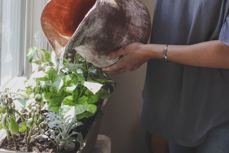 Perlakukan tanaman buah layaknya tanaman hias, letakkan di tempat yang cukup cahaya matahari dan beri asupan air dengan cukup.