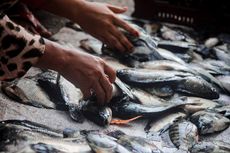 Ribuan Ikan di Ranu Klakah Lumajang Mabuk dan Mengapung, Warga Berebut Menangkap