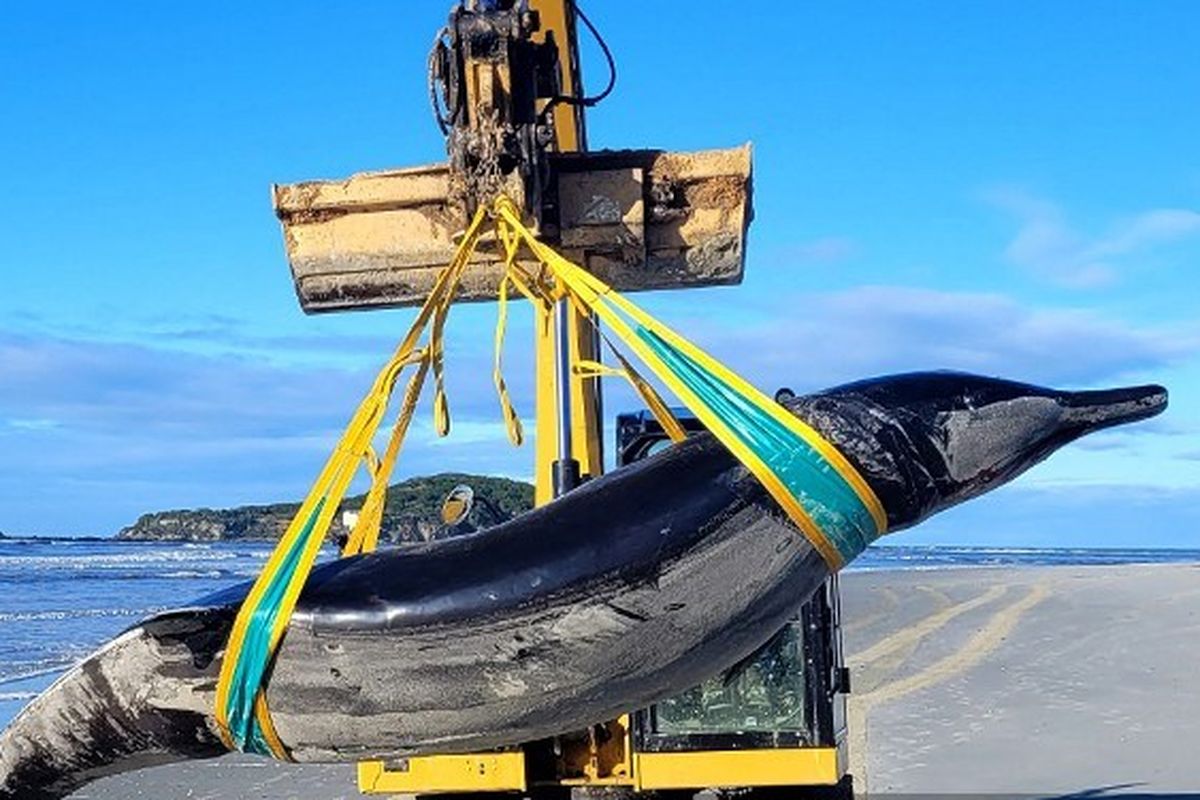 Paus bergigi sekop yang merupakan paus paling langka di dunia mati terdampar di pantai dekat Taieri Mouth, Selandia Baru, 5 Juli 2024.