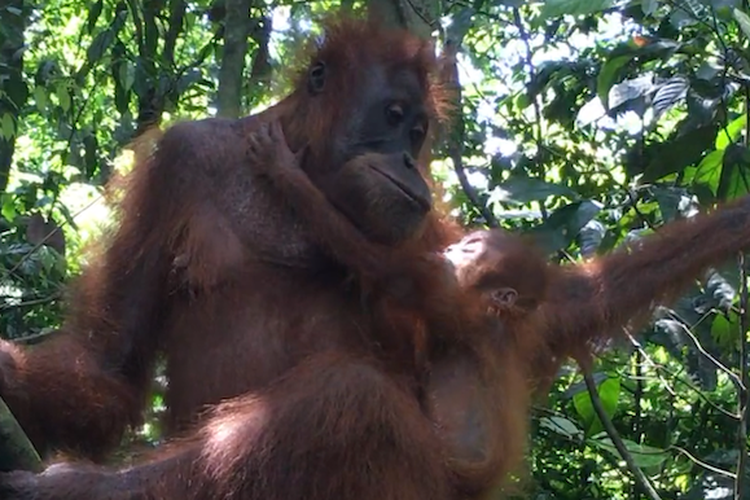 Menjumpai orangutan menjadi salah satu favorit wisatawan saat mengunjungi ekowisata Bahorok.
