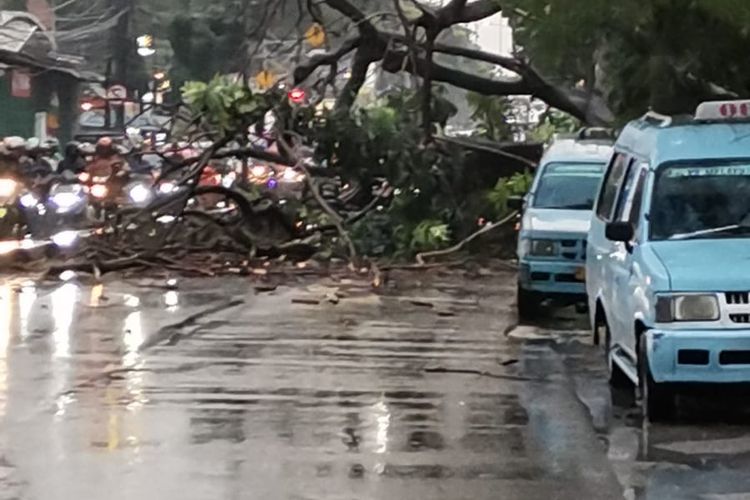 Sebuah pohon di Jalan Raya Bogor, Kelurahan Pekayon, Kecamatan Pasar Rebo, Jakarta Timur, tumbang akibat hujan deras, Selasa (16/8/2022) sore. Pohon menutup akses jalan menuju Jakarta.