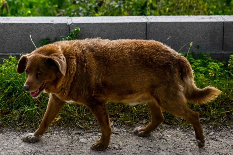 Bobi, anjing tertua di dunia