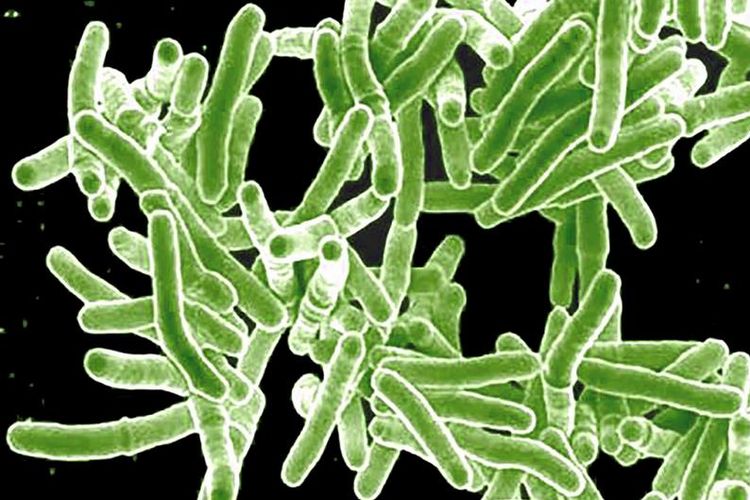 Mycobacterium tuberculosis is the bacteria that causes tuberculosis