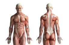Mengenal Sistem Otot Manusia, Berikut Pengertian, Jenis, dan Fungsinya