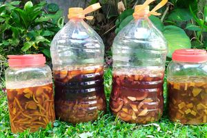 Gampang, Begini Cara Membuat Eco-Enzyme untuk Tanaman