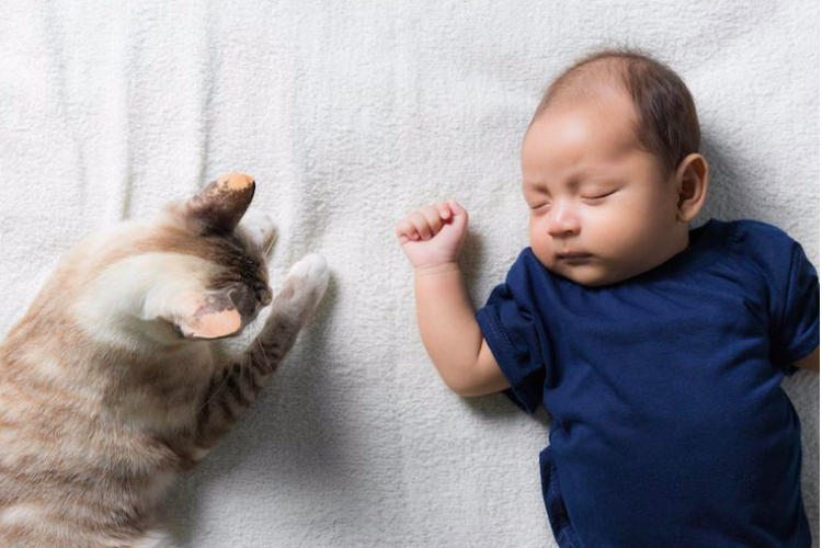 Seekor kucing sedang berinteraksi dengan bayi.