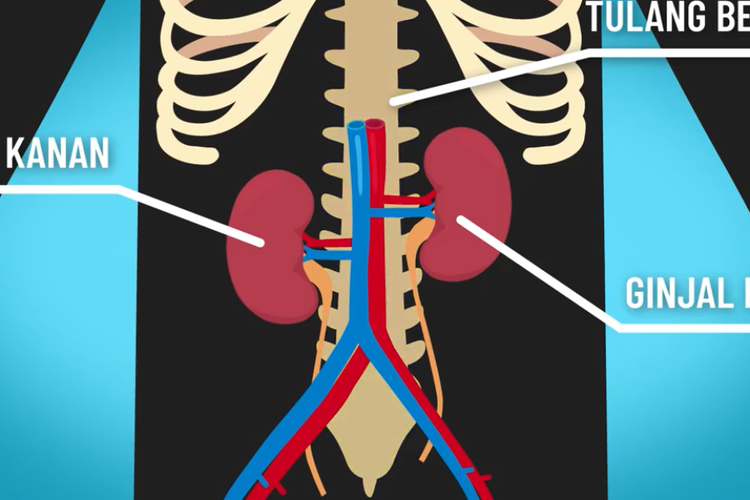 Setiap hari manusia mengeluarkan zat sisa. organ tubuh manusia yang berfungsi untuk mengeluarkan air