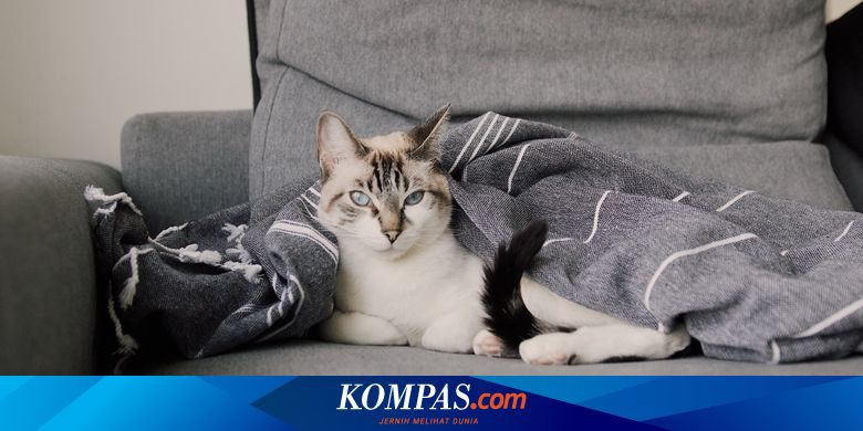 Kucing Juga Bisa Kedinginan, Cermati Gejala dan Cara Menghangatkannya - Vimarsana News