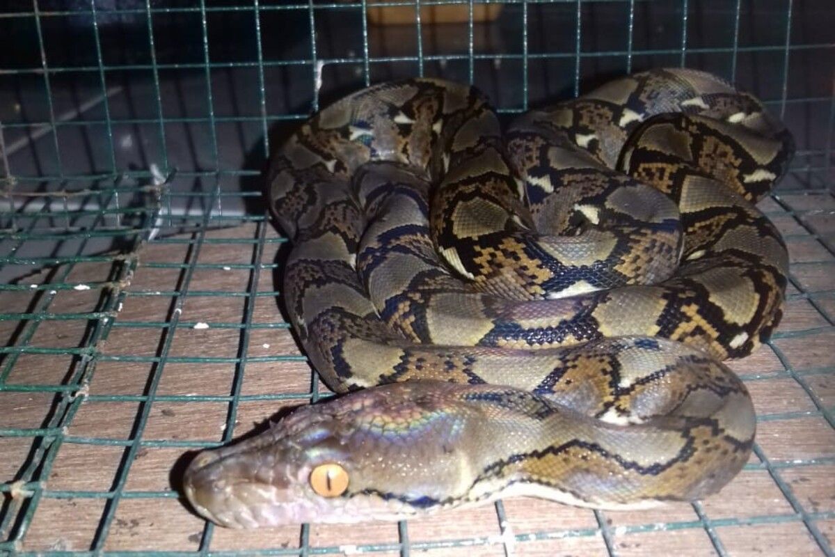 Anakan ular piton yang berhasil ditangkap Suyut, petugas kebersihan Bagian Humas dan Protokol Pemkot Surakarta di taman belakang Pendapi Gede kompleks Balai Kota Surakarta, Solo, Jawa Tengah.