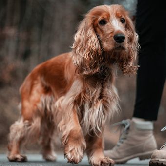 Ilustrasi ras anjing cocker spaniel