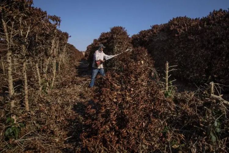 Tanaman kopi di Sao Paulo, Brasil, hancur akibat cuaca dingin yang ekstrem pada tahun 2021.