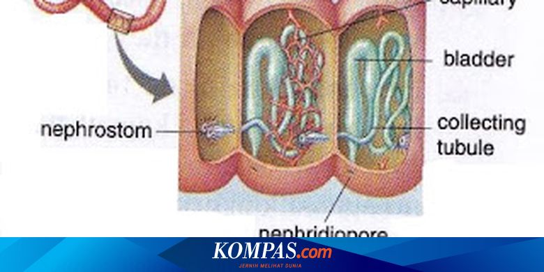 Various Systems Of Animal Excretion