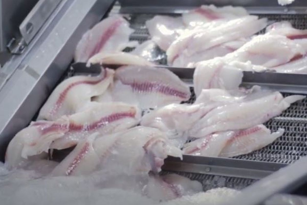 Metode pembekuan quick freezing di Japfa jaga kualitas ikan segar 