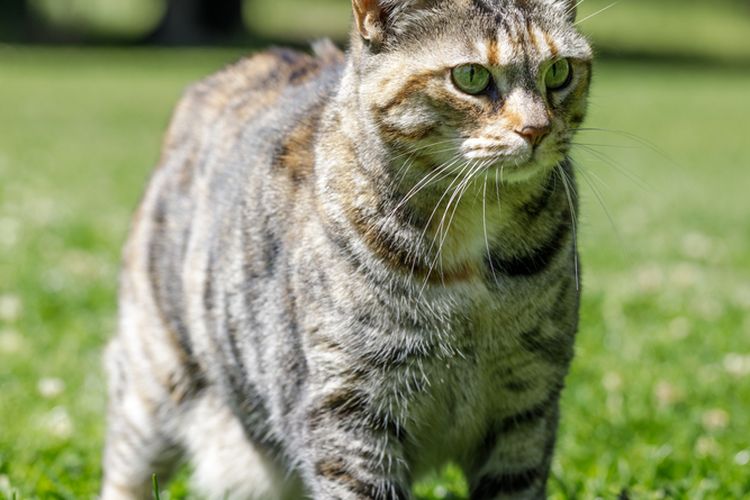 Ilustrasi kucing American bobtail.