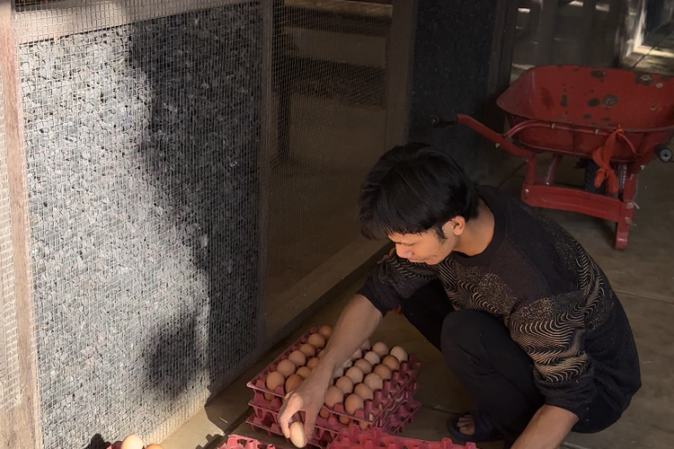 Telur ayam Kuntum untuk dijual