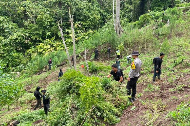Polda Sumsel Temukan Ladang Ganja 20 Hektare di Empat Lawang, Ribuan Bibit Disita