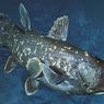 Temuan Fosil Hidup di Perairan California: Coelacanth, Legenda Purba