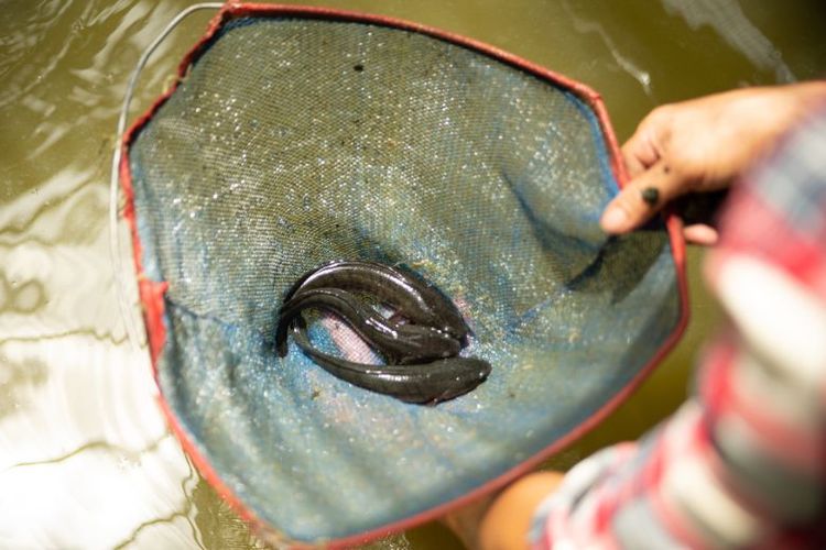 Budi daya ikan gabus di Desa Tanjung Agung. 