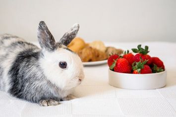 Kenali 4 Makanan Kelinci yang Menyehatkan