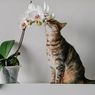 5 Tanaman Hias yang Aman untuk Kucing dan Mudah Ditanam di Rumah