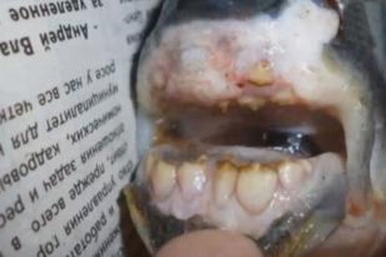 Beginilah bentuk gigi ikan yang ditemukan Aleks Korobov saat memancing di Sungai Dvina Utara, Rusia.