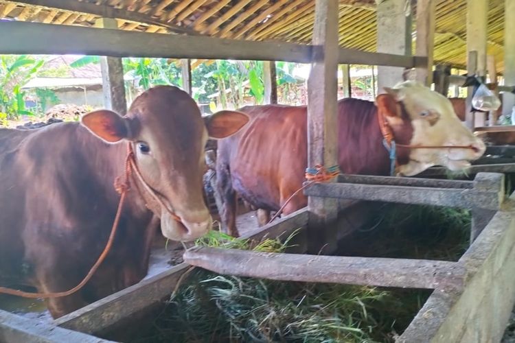Kondisi kandang sapi di Kabupaten Sragen, usai meningkatnya penyakit mulut dan kuku (PMK).