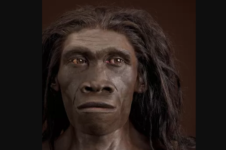 Homo erectus