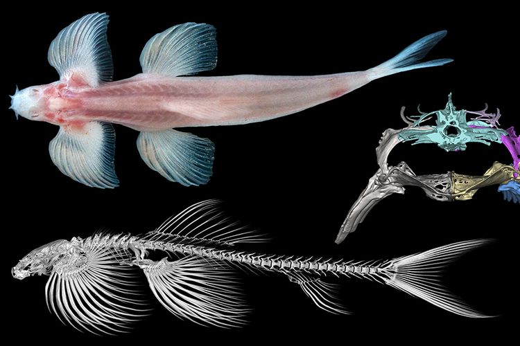 Ikan loach hillstream (Cryptotora thamicola) yang diidentifikasi peneliti sebagai spesies ikan berjalan yang ditemukan di Asia.