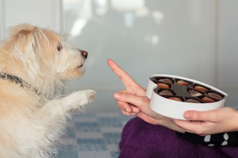 9 Makanan Ini Ternyata Berbahaya untuk Anjing