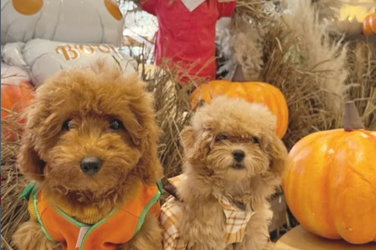 Tangkapan Layar Instagram C for Cupcakes and Coffe