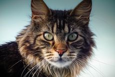Fakta Kucing Maine Coon yang Perlu Diketahui