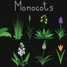 Ciri dan Jenis Tumbuhan Monokotil