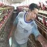 KPPU: Ulah Pengepul, Peternak Ayam Jadi Sulit Dapat Pakan Jagung