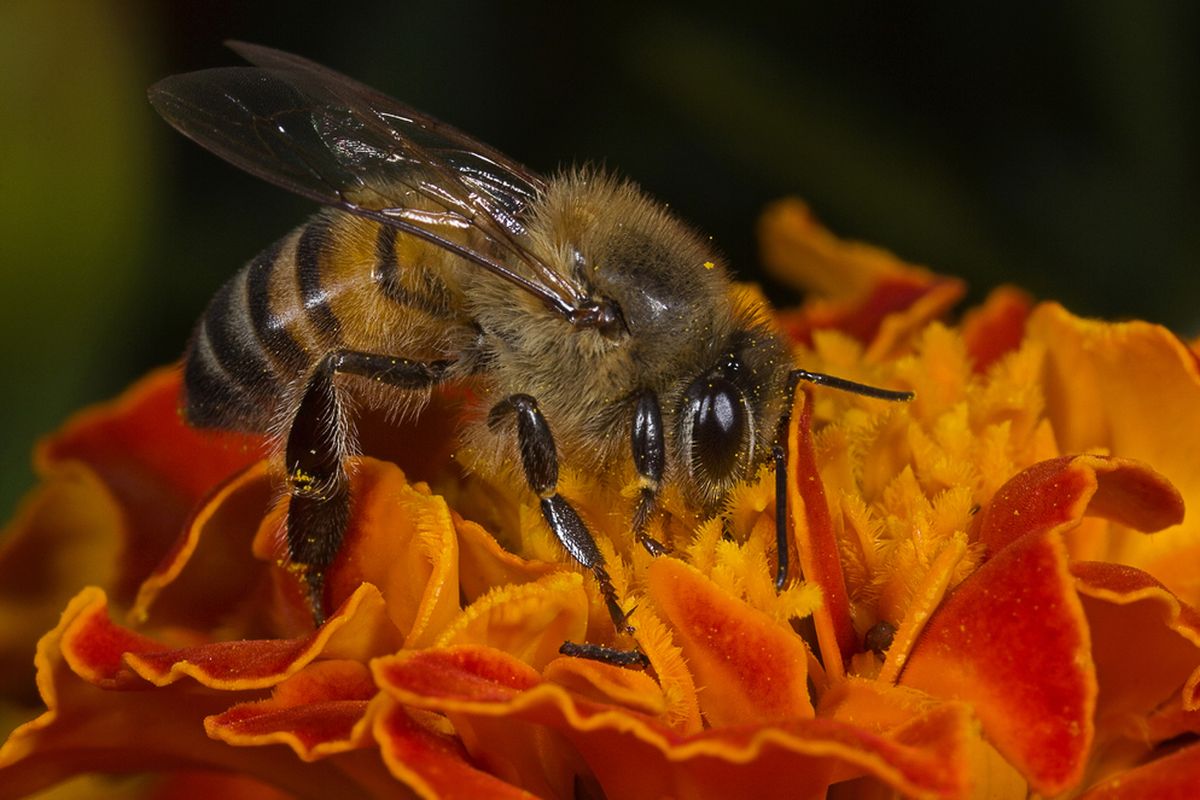 Ilustrasi lebah pembunuh atau lebah madu Afrika.