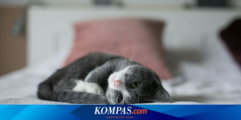 10 Tanda Kucing Sedang Sakit yang Sering Diabaikan