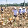 Presiden Jokowi Dorong Produktivitas dan Harga Jagung Ditingkatkan