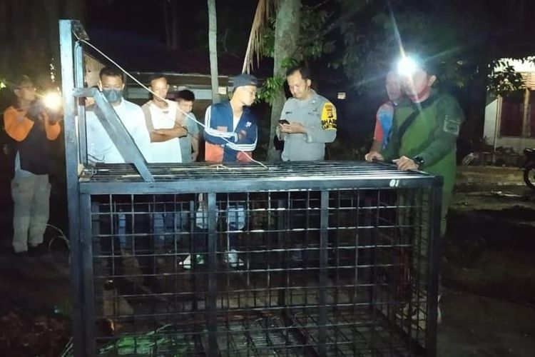 Petugas BBKSDA Riau memasang perangkap untuk menangkap dua ekor beruang yang berkeliaran di permukiman warga Kampung Sengkemang, Kecamatan Koto Gasib, Kabupaten Siak, Riau. 